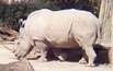 white rhino