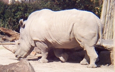 white rhino