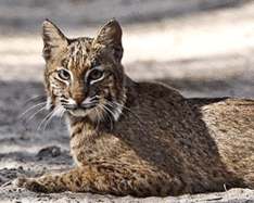 Florida Bobcat