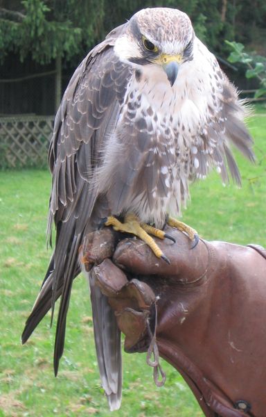 Falconry